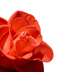 Image showing Beautiful red rose macro isolated on white background