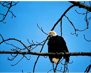 Image showing bald eagle