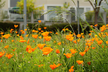 Image showing California poppies