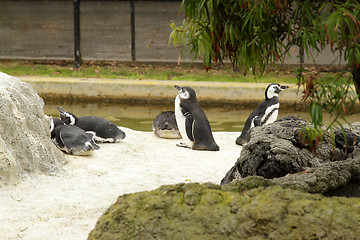 Image showing Penguins in zoo