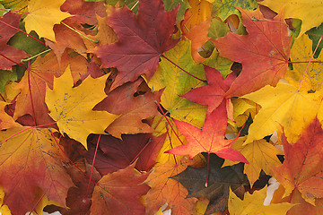 Image showing color leaves 