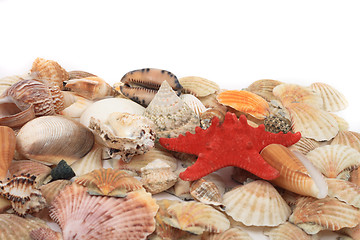 Image showing shea shells 