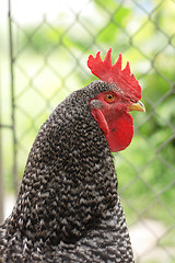 Image showing head of rooster