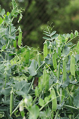 Image showing pea background