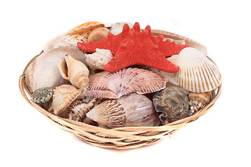 Image showing shea shells 