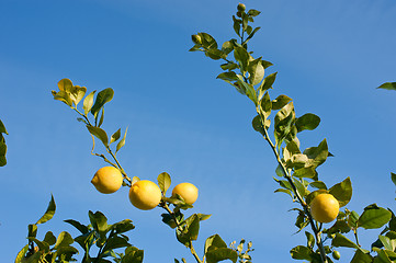 Image showing Lemon tree