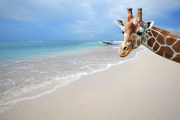 Image showing Giraffe on vacation