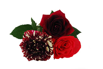 Image showing Three different red tint roses