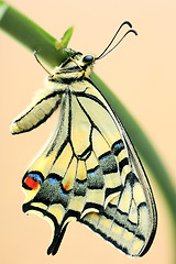 Image showing Swallowtail