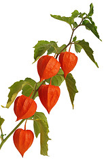 Image showing Physalis, isolated