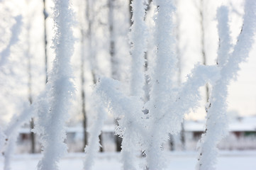 Image showing Winter landscape