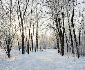 Image showing Winter landscape