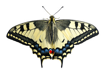 Image showing Swallowtail, isolated