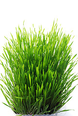 Image showing wheatgrass