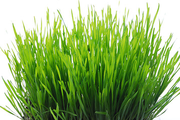 Image showing wheatgrass