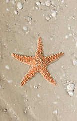 Image showing Starfish on a tropical beach