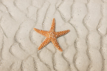Image showing Starfish on a tropical beach