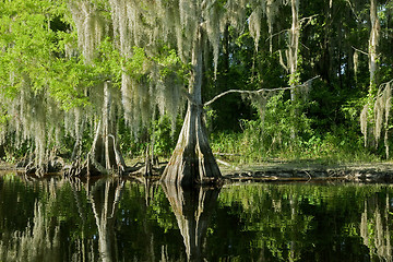 Image showing Florida swamp landscape with cypress