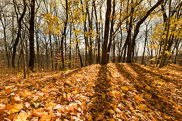 Image showing Beautiful autumn day in the forest