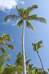 Image showing Palm trees.