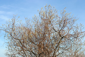 Image showing autumn