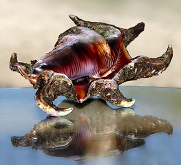 Image showing Spider sea shell