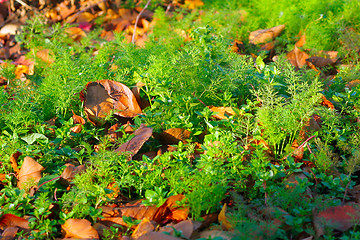 Image showing autumn