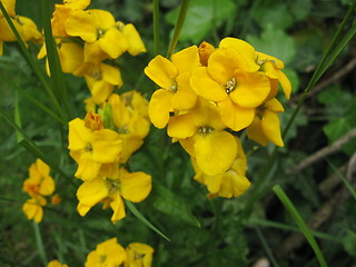 Image showing Yellow flower