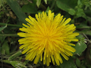 Image showing Yellow blowball flower