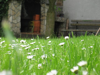 Image showing Grass and flowers