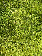 Image showing Grass - moss