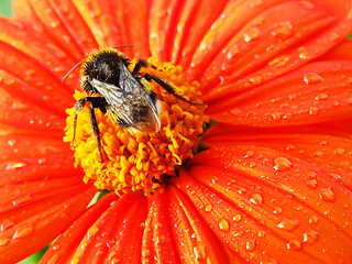 Image showing Bug on a flower