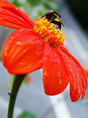 Image showing Flower with a bug