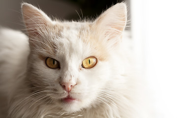 Image showing Turkish angora cat