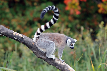 Image showing Ring-tailed Lemur