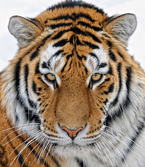 Image showing Tiger