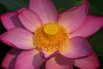 Image showing Lotus Flower