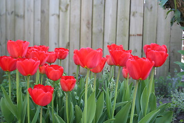 Image showing Red tulips