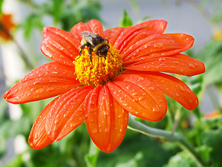 Image showing Flower with a bug