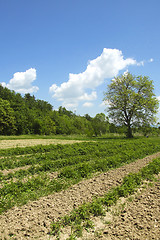 Image showing Bulgarian nature_01