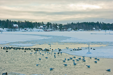 Image showing Birds on ice