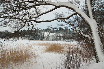 Image showing Winter