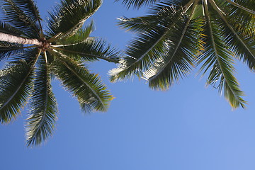 Image showing Palm Trees