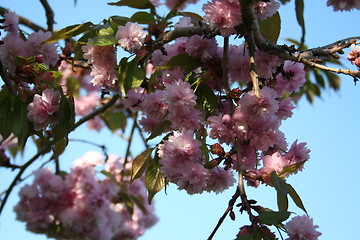 Image showing Japanese cherry tree flowers