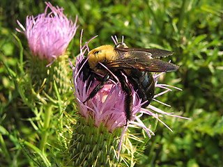 Image showing Bee On Lavender Flower