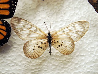 Image showing Butterfly Wings