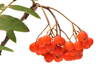 Image showing Ashberry.