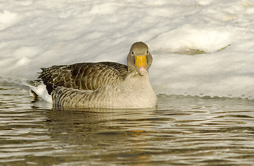 Image showing Greylag Goose.