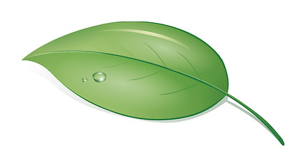 Image showing green leaf