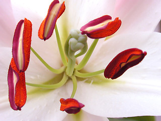 Image showing Beautiful Tulip Flower
